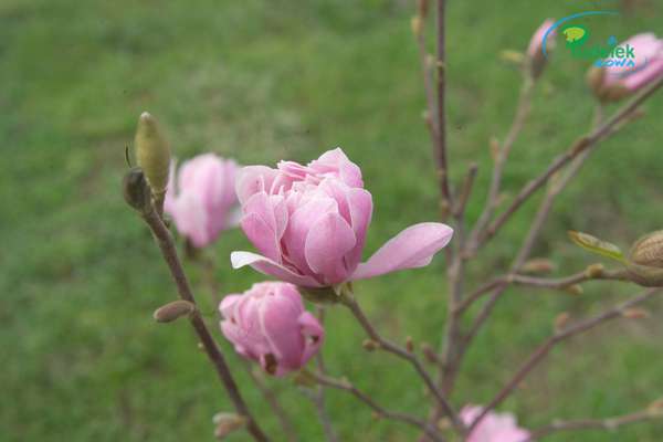 Magnolia Chrysanthemumiora
